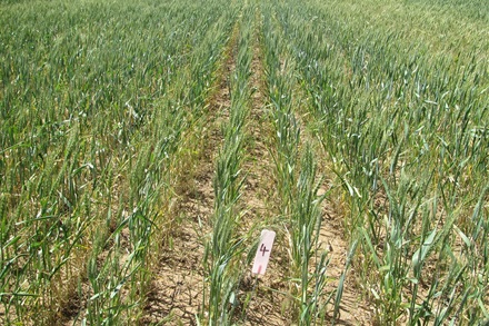 Brome Grass resistance rising