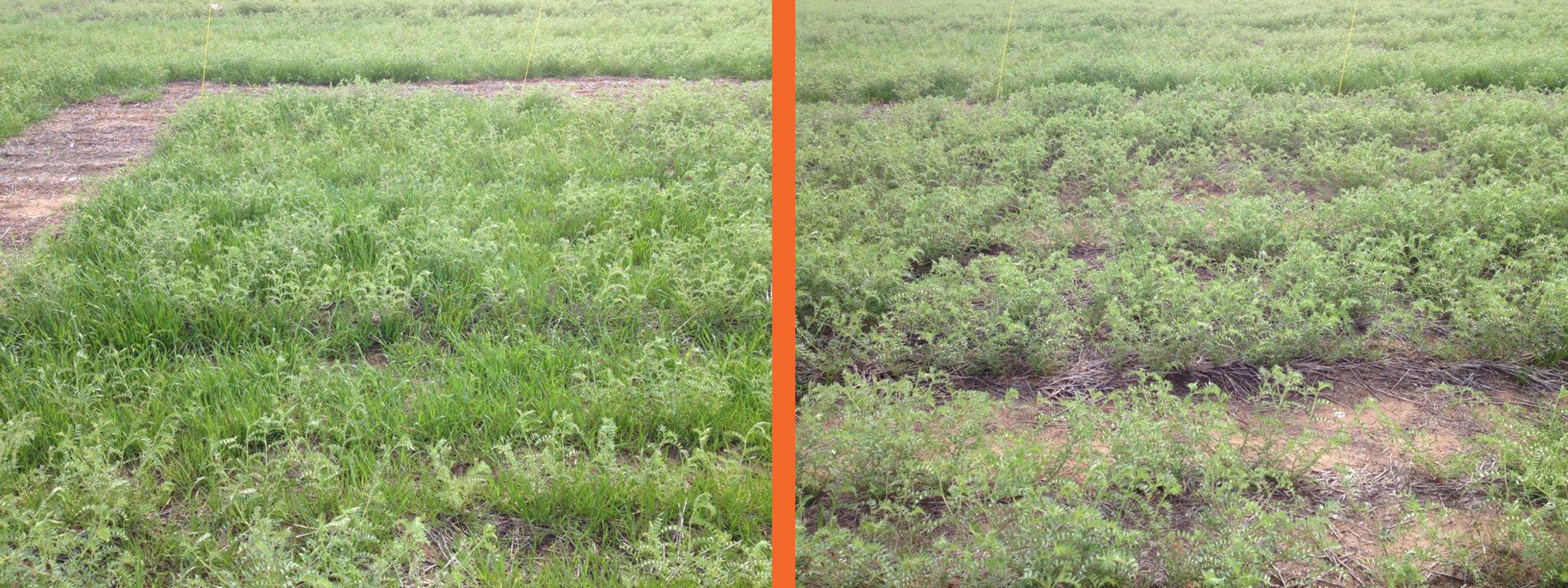 The trial identified pre-emergent product combinations that provided significantly better control (right) than the district standard practice (left) for herbicide resistant annual ryegrass. 