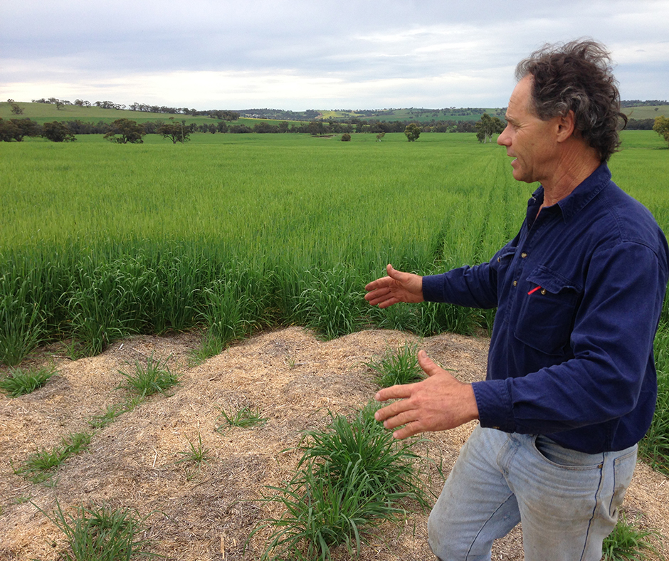 Andrew Boultbee wanted to stop burning chaff heaps. His solution: first graze the chaff heaps, then lightly scarified before seeding right across them.
