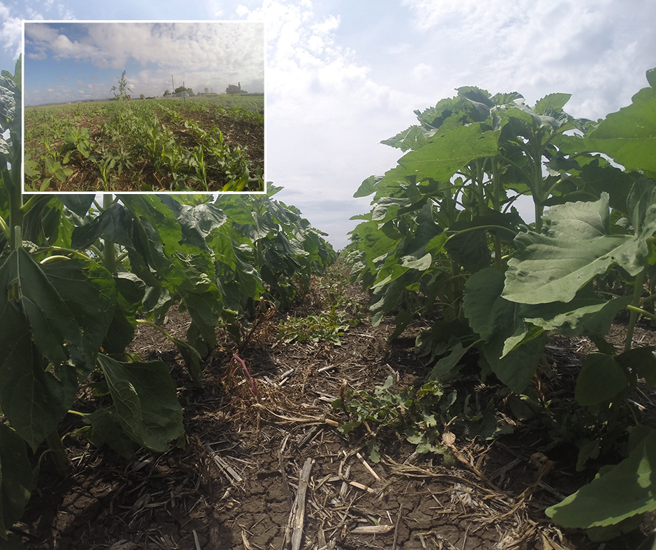 Imi-tolerant sunflower trial – 28 days after application after planting into a weedy situation (0 days after application inset).