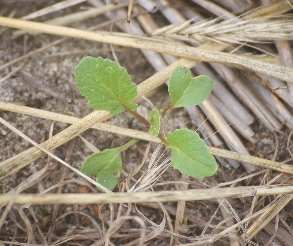 Spraying small radish twice is a proven tactic to combat multi-resistant populations.