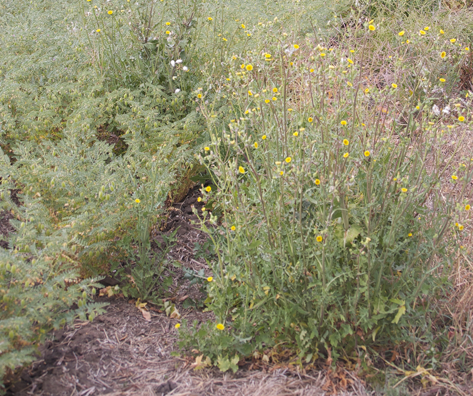 Large sowthistle plants produce huge quantities of air-borne seed but the seed does not persist for long, giving growers the opportunity to intensively manage incursions and non-crop areas to keep weed numbers low.