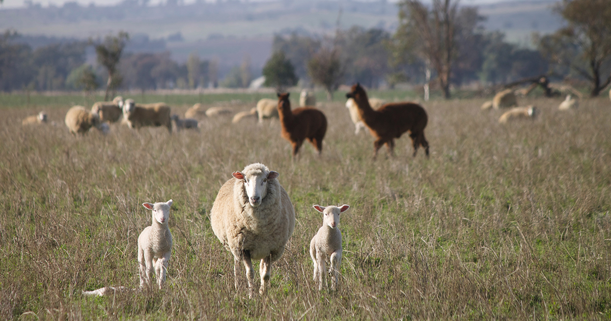 Robert and Liz Gollasch make the most of grazing livestock for weed control after harvest and during the pasture phase on their mixed farming operation near Wallacetown, NSW.