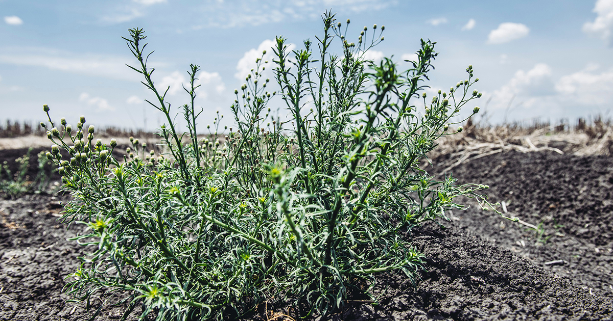 The recent discovery of flaxleaf fleabane resistance to paraquat is a clear warning to grain producers that there is no room for complacency with double knock operations. 