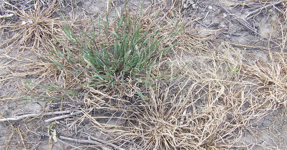 Resistance amplifies glyphosate + 2,4D tank mix survival rate WeedSmart