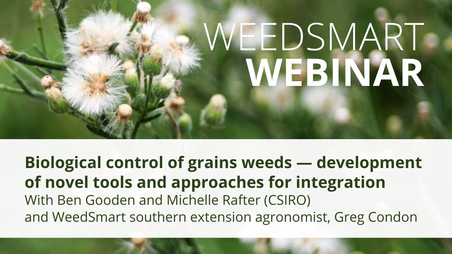Webinar: Biological control of grains weeds – development of novel ...