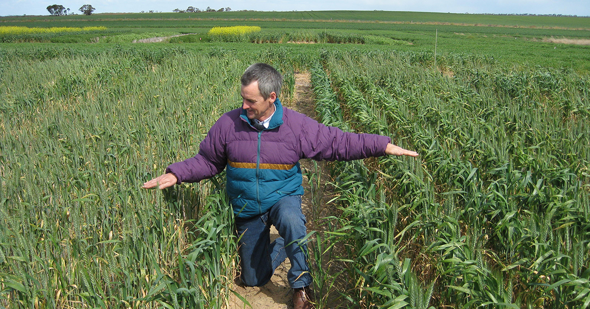 Research paper: Diverse systems to manage herbicide-resistant annual ryegrass